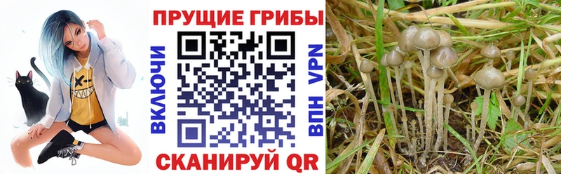 Купить закладки Байкальск Псилоцибиновые грибы MAGIC MUSHROOMS